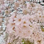 りの画像