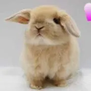 ごまの画像