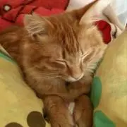 カヨの画像