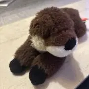 SeaOtterの画像