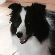 ひなぞう