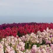 ☆凛花☆の画像