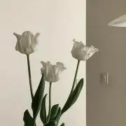 Riiの画像