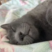 ジャイ子