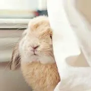 コブの画像