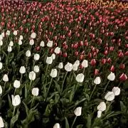 りぉの画像