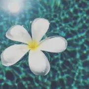 ナーナの画像