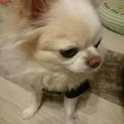 まゆ
