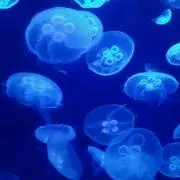 SRmamaの画像