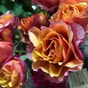 bouquetの画像