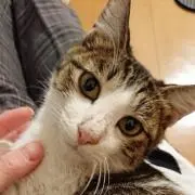 ちせ