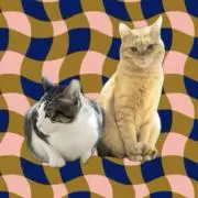kikiの画像