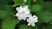 Image of 雑草花✩八重咲きどくだみ草