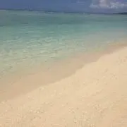 はちの画像