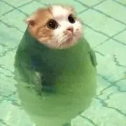 siroの画像