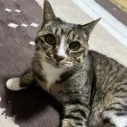 しましまの画像