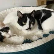 ちゃとら