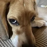 どかもんの画像
