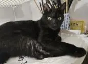 ジジの画像