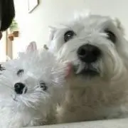 りんたろ。