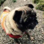 パグはなママ