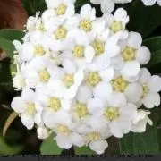 aaa.