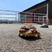 ZOEの画像