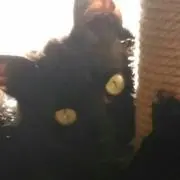 ←うちの猫の画像