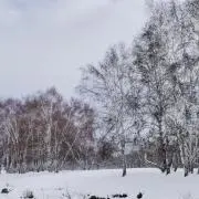 ゆきの画像