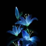 薊 プロフご一読くださいの画像