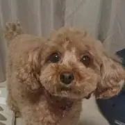 えにもこ
