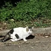 神村学園 ポロシャツとハーフパンツ 上下セット - メルカリ