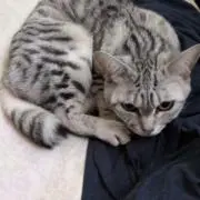 ク－