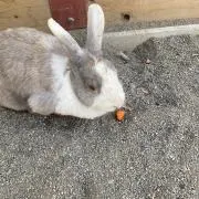 yotsukoの画像