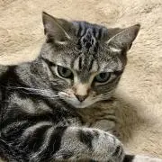 Rikazoの画像