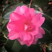 Natural