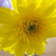 めぐの画像