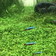 こしあんの画像