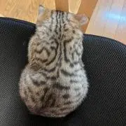 tenの画像