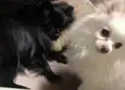 CHI-Aの画像