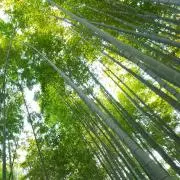 緑茶