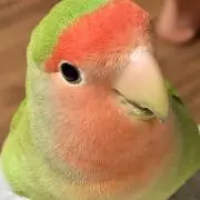 Peace