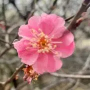 ☆キティの画像
