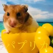 カノンの画像