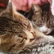Sakiの画像