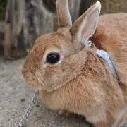 ♪まっくろくろすけの画像