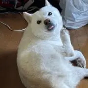 こたの画像