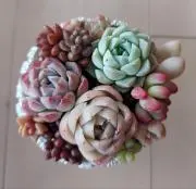 つゆの画像