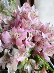 ジャスミンの画像