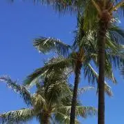 Coconutsの画像